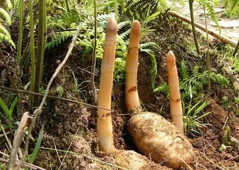 毕节的这些特色农产品你都知道吗,毕节十大特产农产品