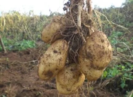 毕节的这些特色农产品你都知道吗,毕节十大特产农产品