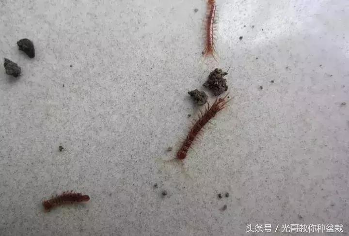 花盆长虫用什么来杀虫,花盆里常见十种虫子