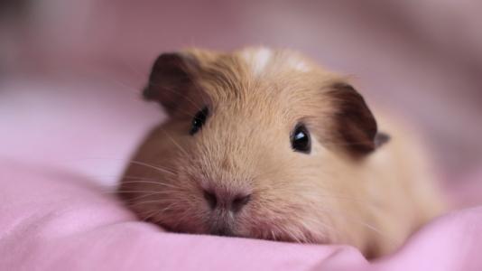 豚鼠是啮齿类动物吗,荷兰猪豚鼠自愈