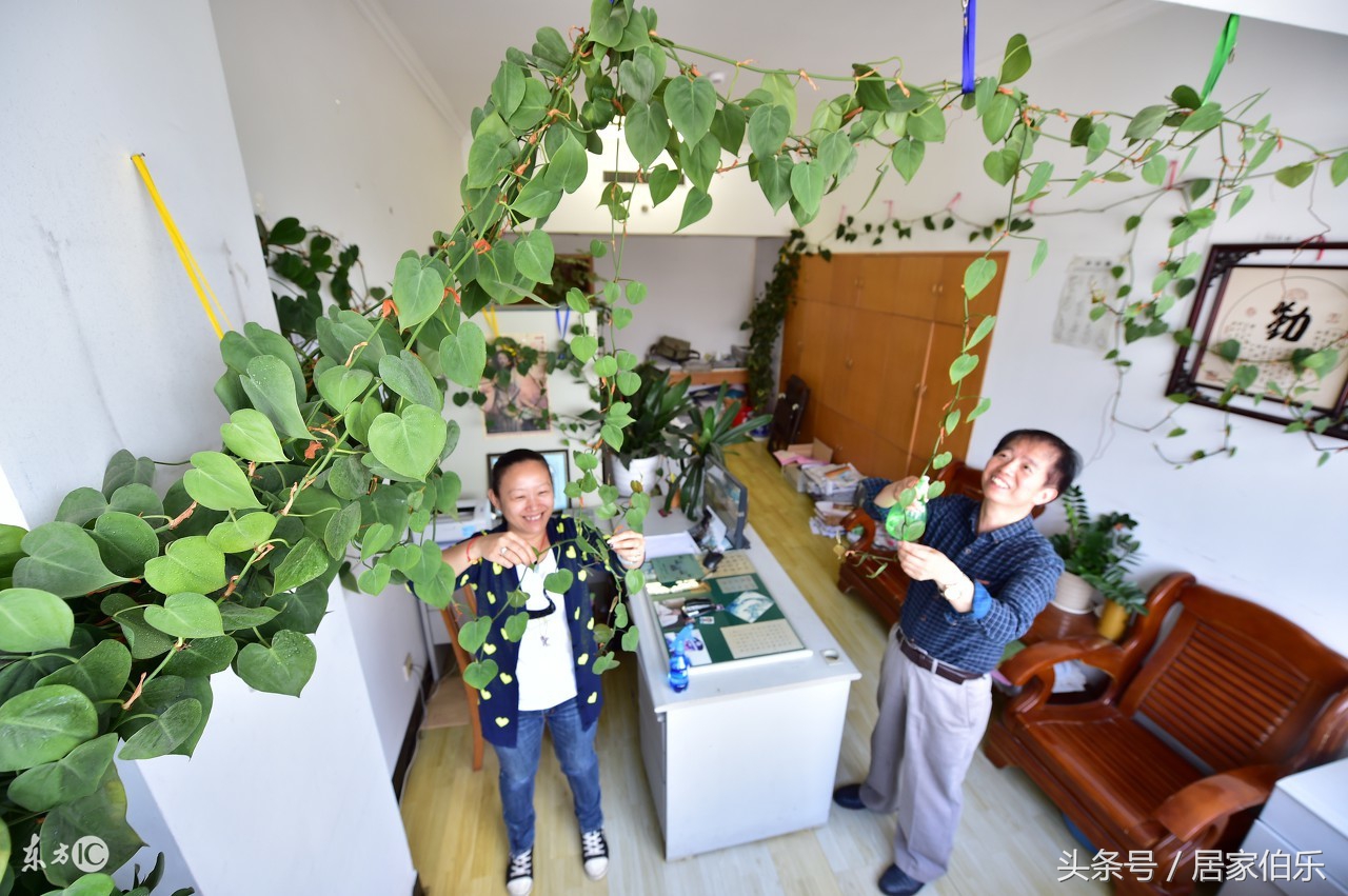 发财树冻死还能救活么,冬天枯萎的发财树怎么救活