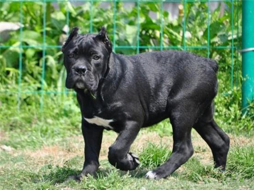 卡斯罗犬幼犬的正确喂养方法,卡斯罗犬的正确喂养方法