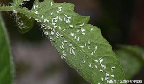 花盆长虫用什么来杀虫,花盆里常见十种虫子