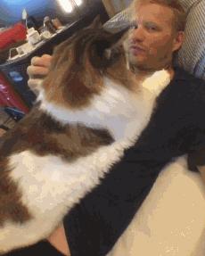 6个月的缅因猫身长多少,一米五的缅因猫