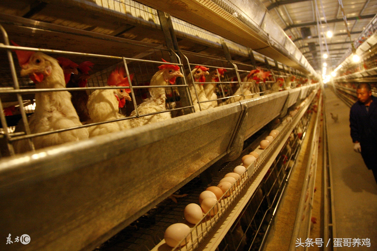 冬季鸡舍保温,怎样建鸡舍可以保温又通风