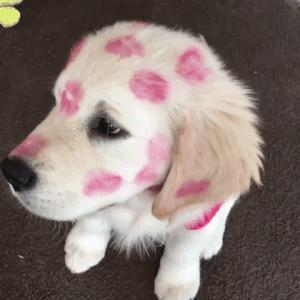 浣犳渶鏈熷緟鍝儴缁綔,浣犳渶鏈熷緟鍝儴澶т綔浜浉