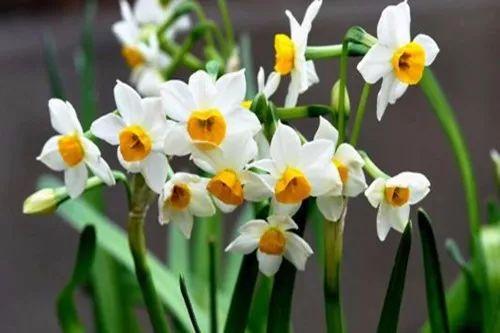 水仙花开花之后怎么养护,水仙花开过还能养吗怎么养