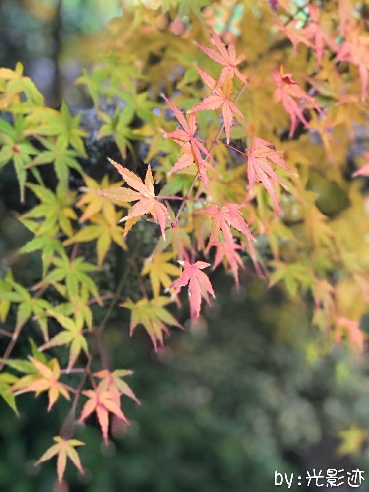 临安众安湍口氡温泉官网,杭州临安湍口众安氡温泉滑雪