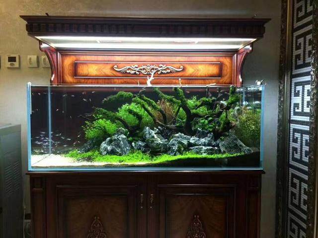 40厘米水草缸ada造景,水草缸造景最好的方法
