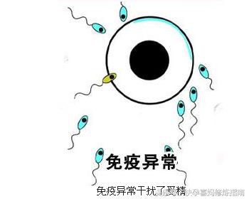 「喜妈孕育分享」双方身体一切正常却不孕，有可能是免疫性不孕！