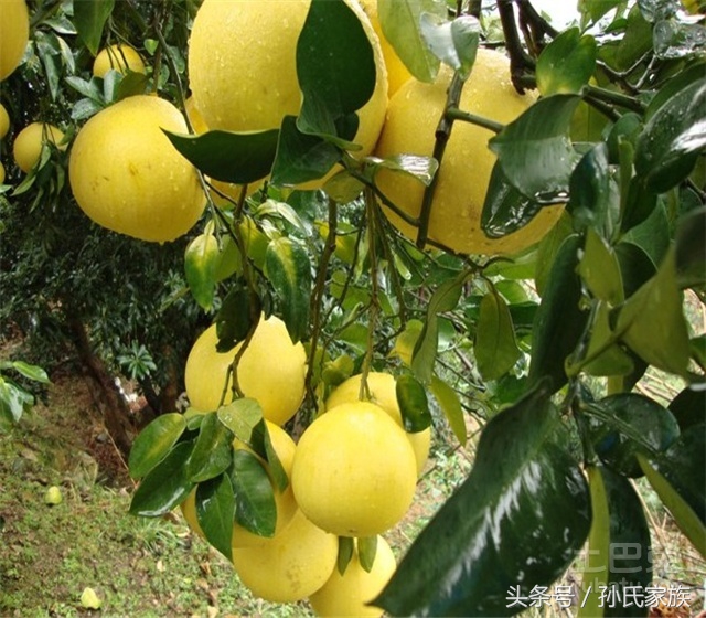 柚子同类型水果,柚子水果图片