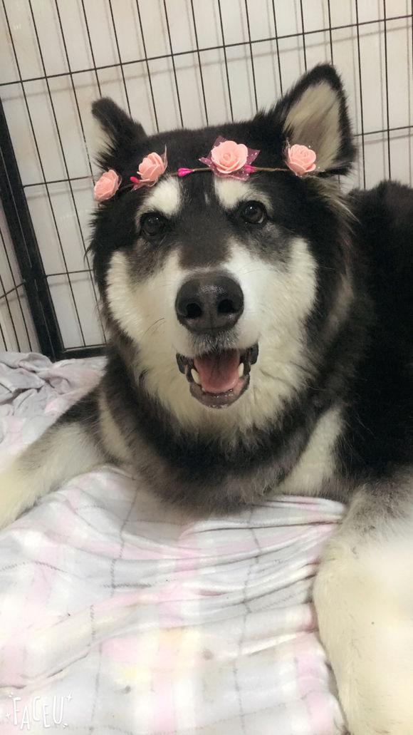 阿拉斯加怀孕了没有奶水怎么办呢,怎么知道阿拉斯加怀孕了