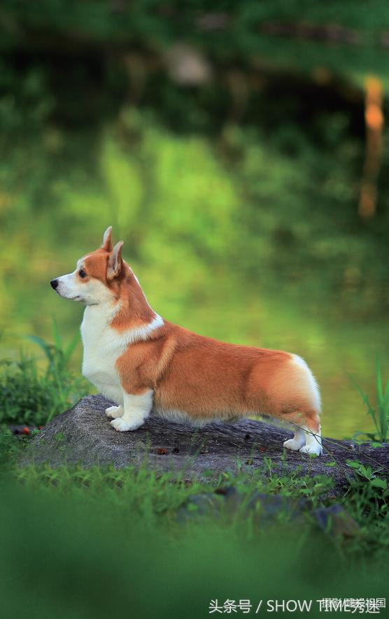 我和我的柯基犬王国