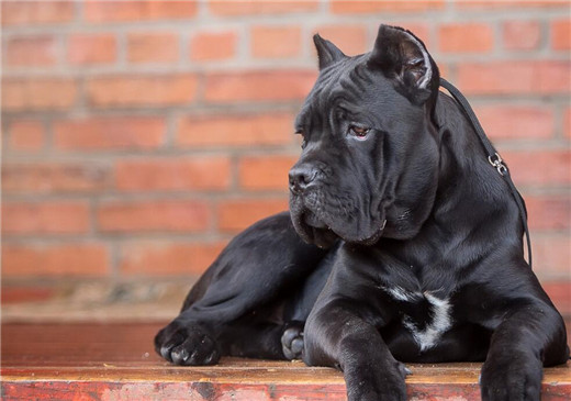 卡斯罗犬幼犬的正确喂养方法,卡斯罗犬的正确喂养方法