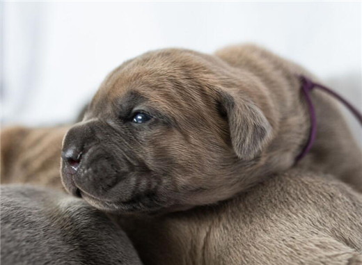 卡斯罗犬幼犬的正确喂养方法,卡斯罗犬的正确喂养方法