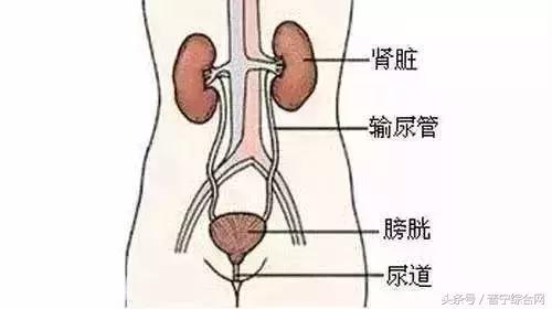 这一物几乎人人爱吃，但老中医却不碰……