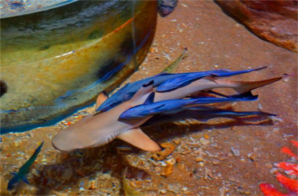 北纬18度温暖的冬季三亚之旅,北纬18度三亚旅游