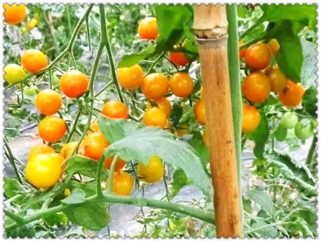 一份完整的学校食堂调查问卷,一份有关食物的问卷调查