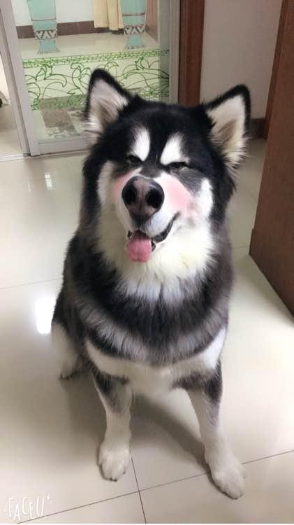 阿拉斯加怀孕了没有奶水怎么办呢,怎么知道阿拉斯加怀孕了