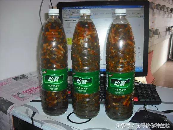 花盆长虫用什么来杀虫,花盆里常见十种虫子