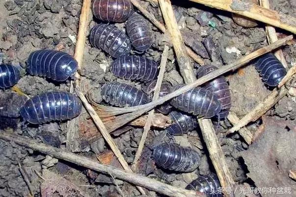 花盆长虫用什么来杀虫,花盆里常见十种虫子