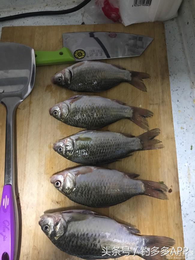 新手钓鱼一学就会,学钓鱼没点狠劲还真不行