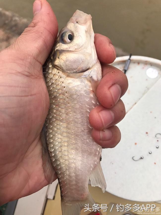 新手钓鱼一学就会,学钓鱼没点狠劲还真不行