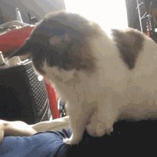 6个月的缅因猫身长多少,一米五的缅因猫