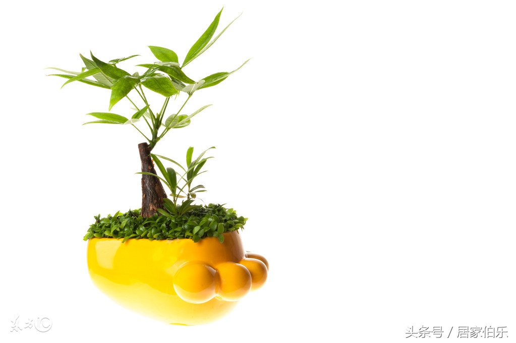 发财树冻死还能救活么,冬天枯萎的发财树怎么救活