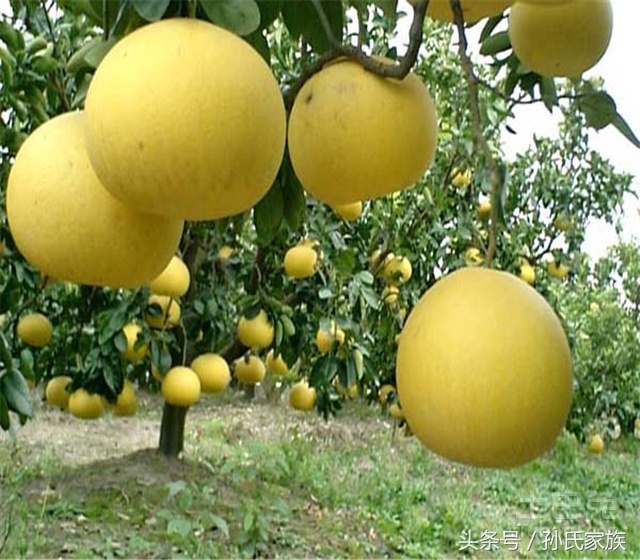 柚子同类型水果,柚子水果图片