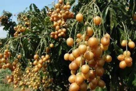 横县人各种各样的美食,广西横县好吃的特色美食