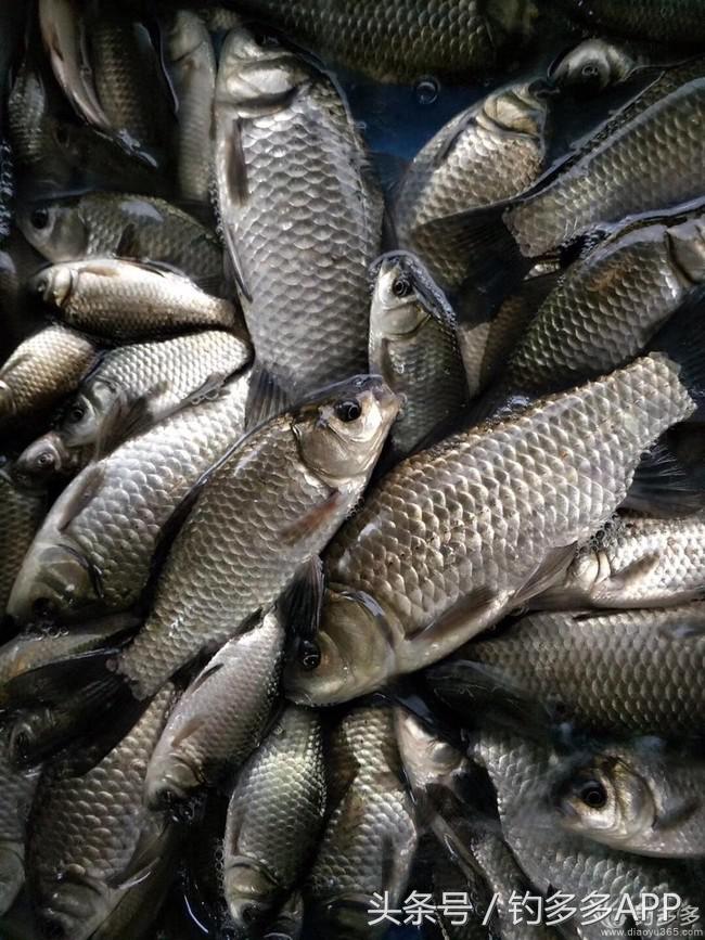 新手钓鱼一学就会,学钓鱼没点狠劲还真不行