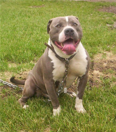 一条比特犬多少钱,小的比特犬多少钱一只