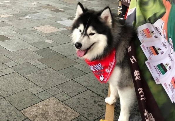 雪橇犬哈士奇比赛,雪橇竞速哈士奇