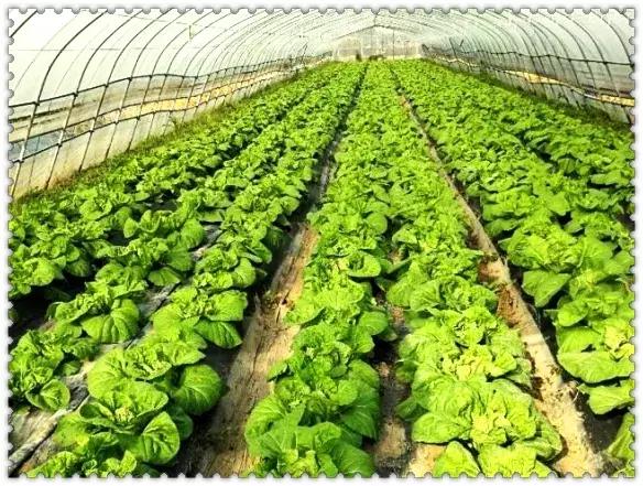 一份完整的学校食堂调查问卷,一份有关食物的问卷调查