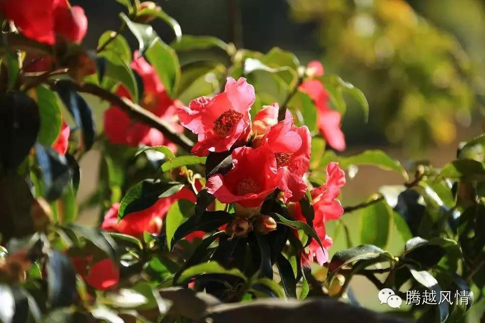 腾冲航线,2023年腾冲直飞航线