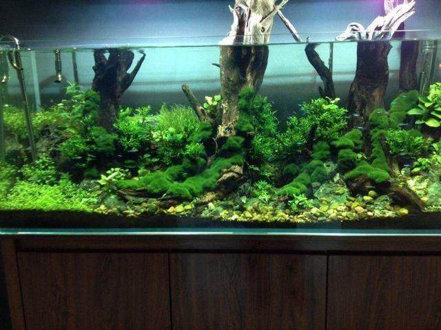 40厘米水草缸ada造景,水草缸造景最好的方法