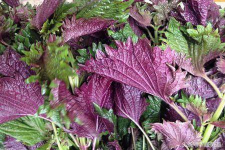 1种常见的紫色植被，竟是可解鱼蟹中毒中药