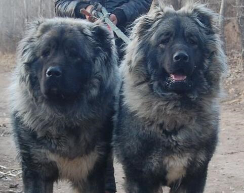 成年犬呕吐怎么办,成年犬呕吐厉害咋办