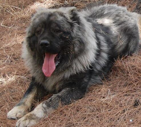 成年犬呕吐怎么办,成年犬呕吐厉害咋办