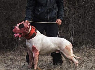 一条比特犬多少钱,小的比特犬多少钱一只