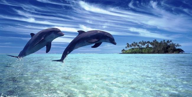 成功者找方法失败者找借口ppt,成功者找方法失败者找借口演讲稿