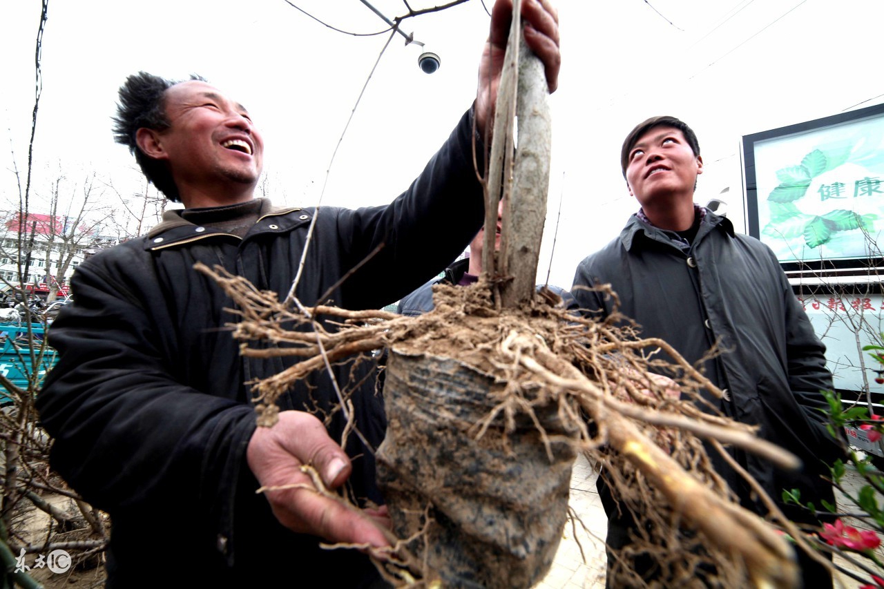新种的树苗为什么活不了,新种的果树苗为什么不长