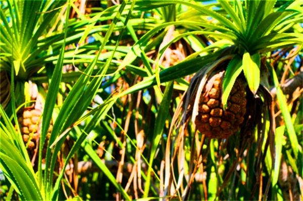 北纬18度温暖的冬季三亚之旅,北纬18度三亚旅游