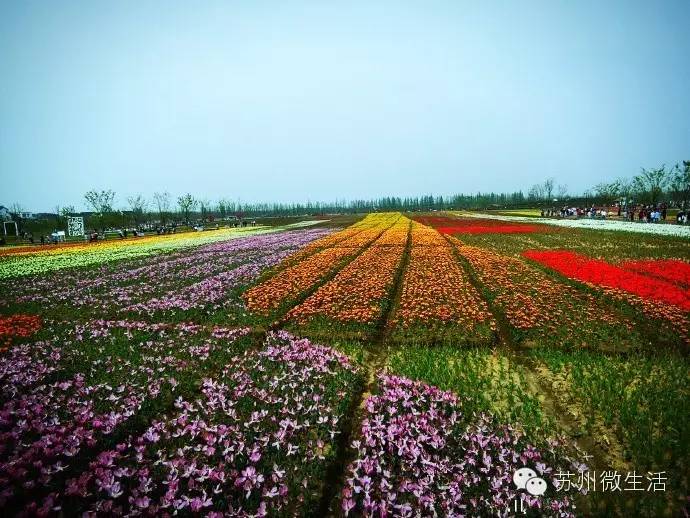 园博园花海在哪个位置,园博园花海现在还有么