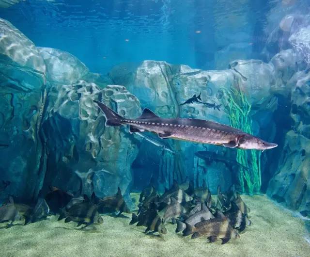 上海迪士尼乐园迷宫体验,上海迪士尼乐园奇幻谷