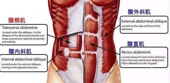 减小肚腩的运动卷腹动作,八个动作减掉小肚腩收紧腹横肌