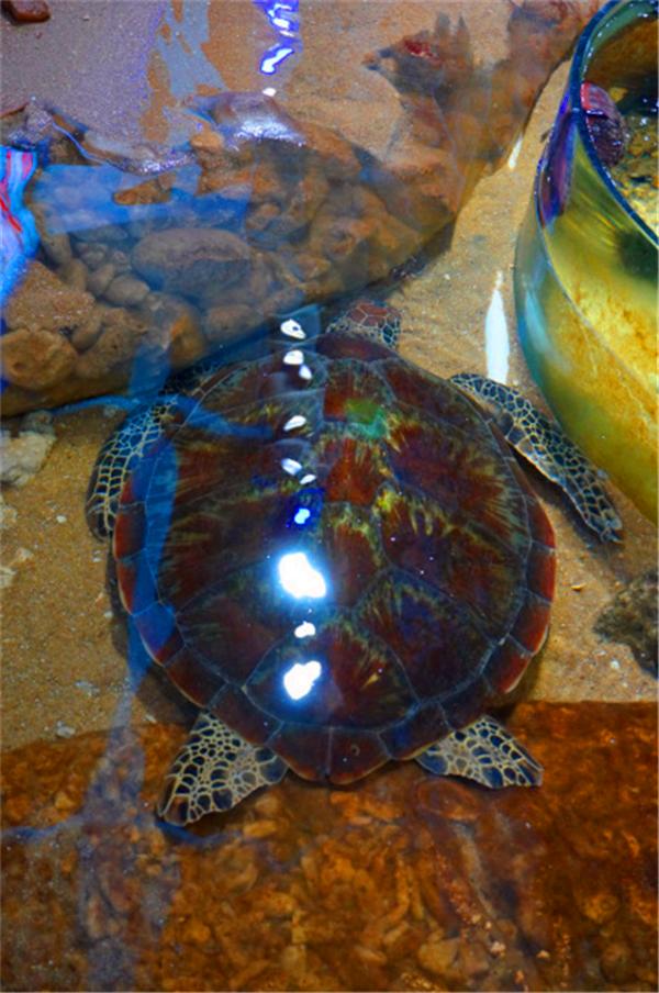 北纬18度温暖的冬季三亚之旅,北纬18度三亚旅游