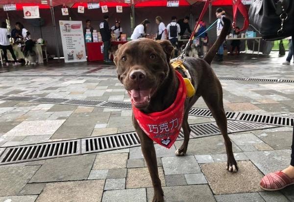 雪橇犬哈士奇比赛,雪橇竞速哈士奇