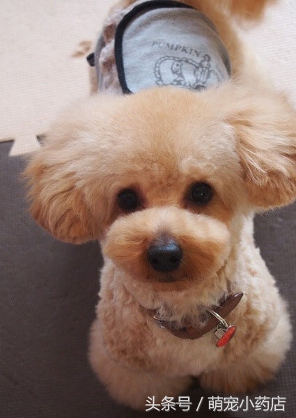 贵宾老咬人,老爱跑床上,怎么整改?给你支招!